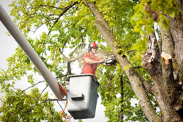 Best Stump Grinding Near Me  in Elgin, OK